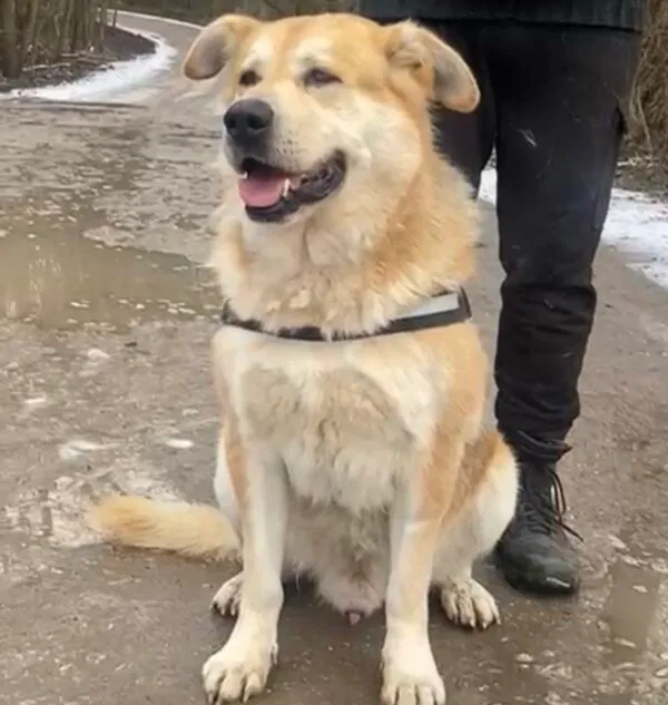 Pies do adopcji, Głowno, 6 stycznia 2026 (3/4)