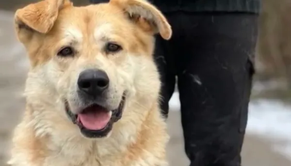 Pies do adopcji, Głowno, 6 stycznia 2026 (4/4)