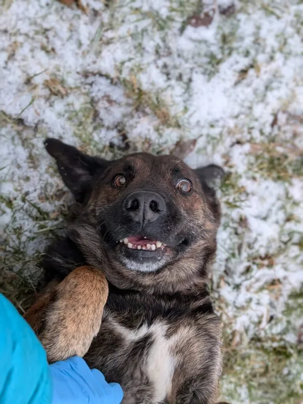 Pies do adopcji, Korabiewice, 6 stycznia 2026 (1/3)