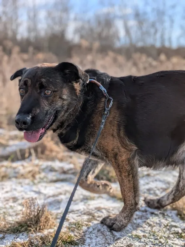 Pies do adopcji, Korabiewice, 6 stycznia 2026 (2/3)