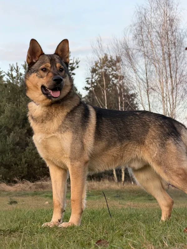 Pies do adopcji, Pieczyska, 6 stycznia 2026 (2/5)