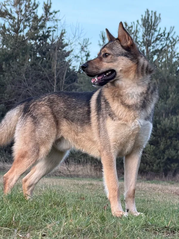 Pies do adopcji, Pieczyska, 6 stycznia 2026 (5/5)