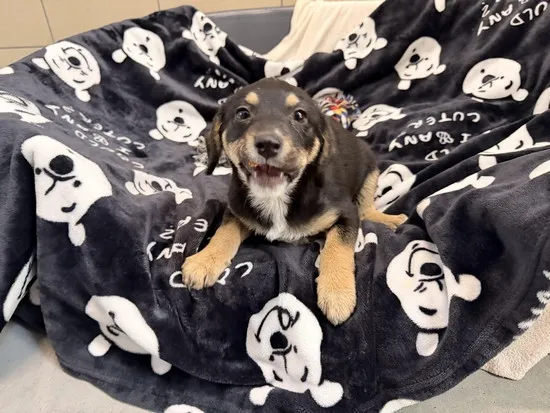 Pies do adopcji, Kraków, 3 stycznia 2026