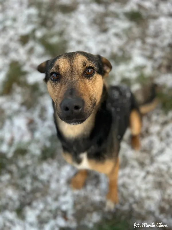 Pies do adopcji, Bydgoszcz, 6 stycznia 2026 (5/5)