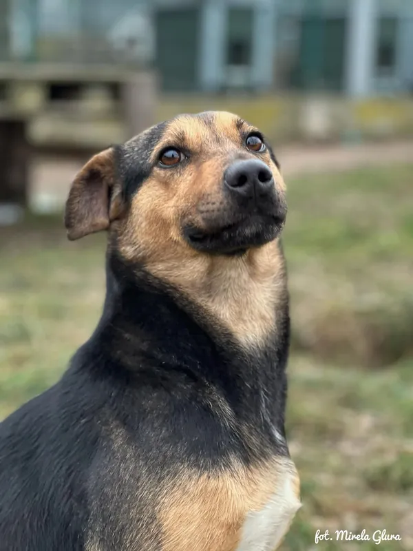 Pies do adopcji, Bydgoszcz, 19 lutego 2026 (2/5)