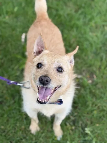 Pies do adopcji, Kraków, 22 grudnia 2025 (3/5)