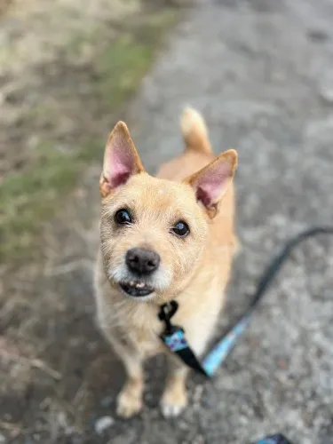 Pies do adopcji, Kraków, 22 grudnia 2025 (4/5)