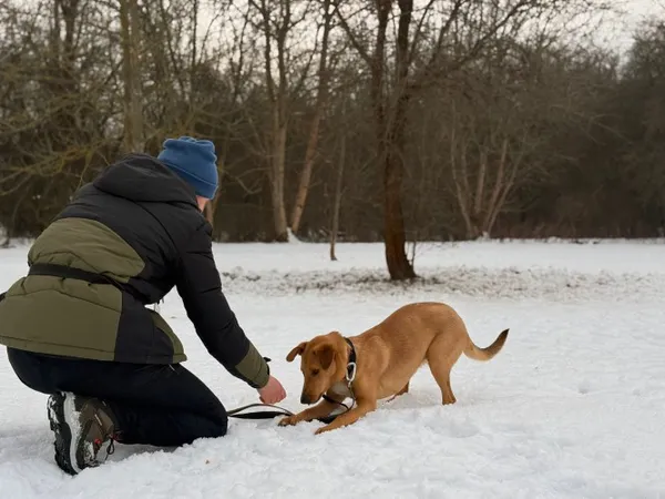 Pies do adopcji, Kraków, 22 grudnia 2025 (1/3)