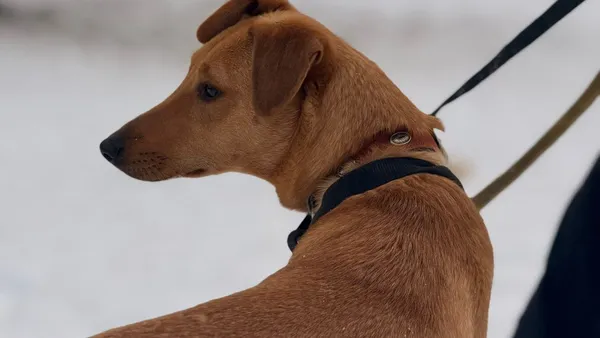 Pies do adopcji, Kraków, 22 grudnia 2025 (3/3)