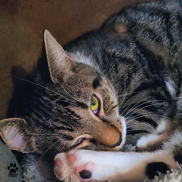 Kot do adopcji, Gdynia, 6 stycznia 2026 (2/3)