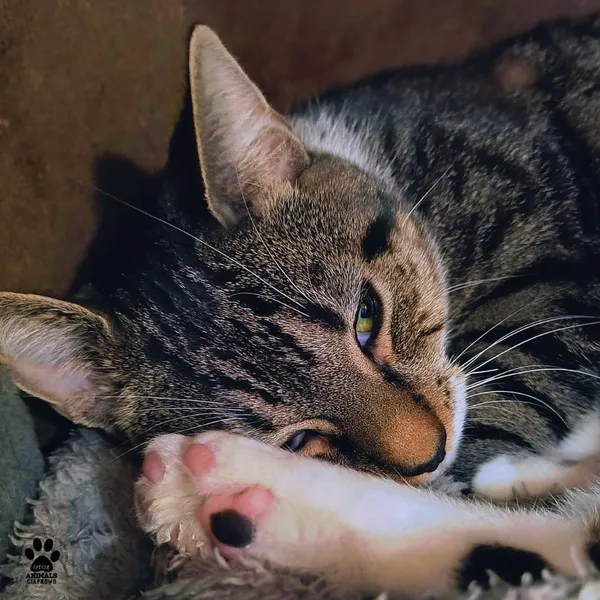 Kot do adopcji, Gdynia, 6 stycznia 2026 (3/3)