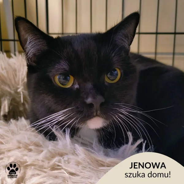 Kot do adopcji, Gdynia, 6 stycznia 2026 (1/4)