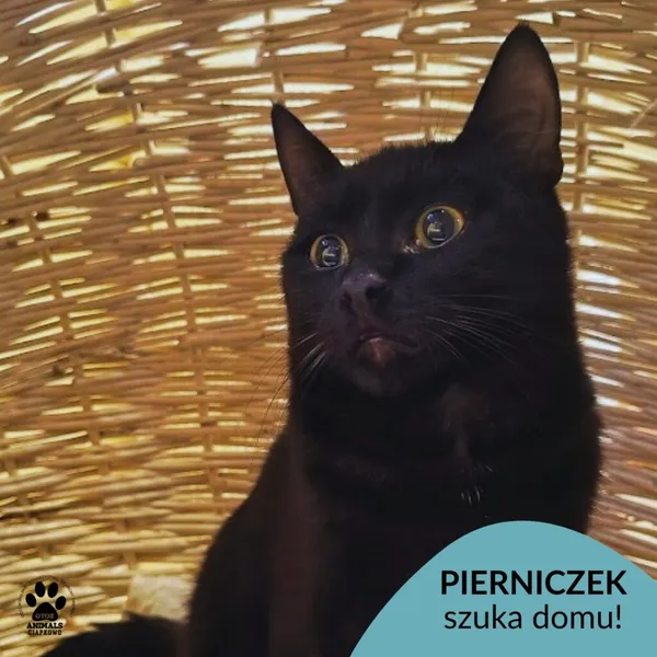 Kot do adopcji, Gdynia, 6 stycznia 2026 (1/4)