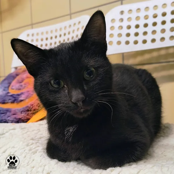 Kot do adopcji, Gdynia, 6 stycznia 2026 (3/4)