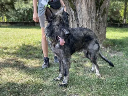 Pies do adopcji, Kraków, 22 grudnia 2025