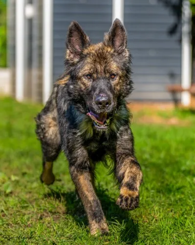 Pies do adopcji, Kraków, 22 grudnia 2025 (1/3)