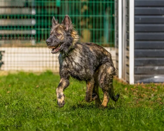 Pies do adopcji, Kraków, 22 grudnia 2025 (2/3)