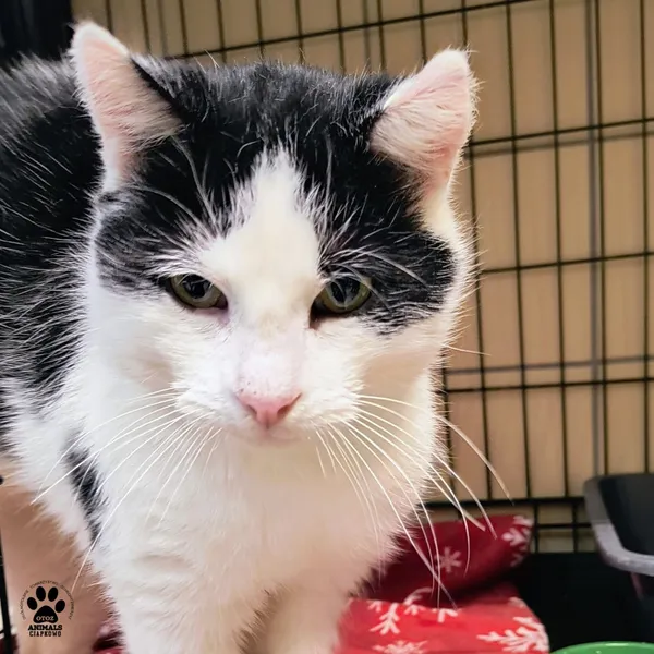 Kot do adopcji, Gdynia, 6 stycznia 2026 (2/3)