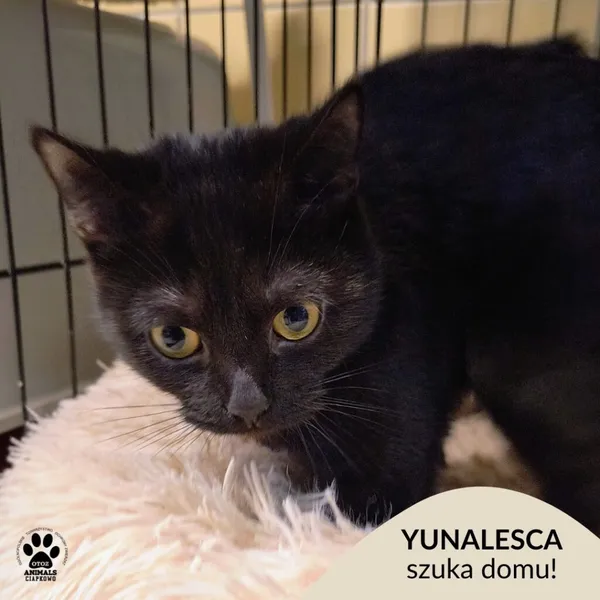 Kot do adopcji, Gdynia, 6 stycznia 2026 (1/3)