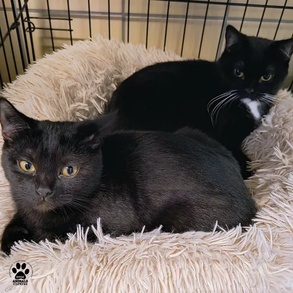 Kot do adopcji, Gdynia, 6 stycznia 2026 (2/3)