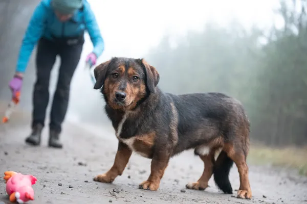 Pies do adopcji, Nowodwór, 6 stycznia 2026 (1/5)