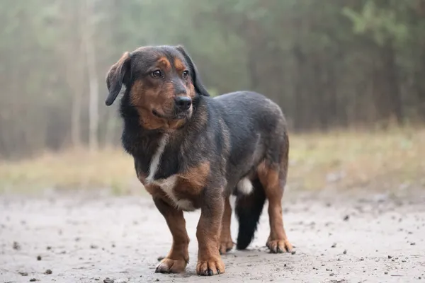 Pies do adopcji, Nowodwór, 6 stycznia 2026 (2/5)