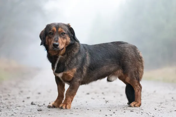 Pies do adopcji, Nowodwór, 6 stycznia 2026 (3/5)