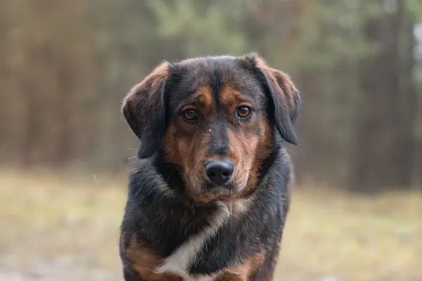 Pies do adopcji, Nowodwór, 6 stycznia 2026 (4/5)