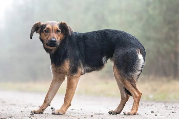 Pies do adopcji, Nowodwór, 6 stycznia 2026 (2/5)