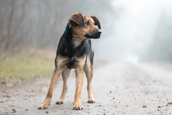 Pies do adopcji, Nowodwór, 6 stycznia 2026 (4/5)