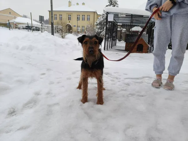 Pies do adopcji, Ropczyce, 7 stycznia 2026