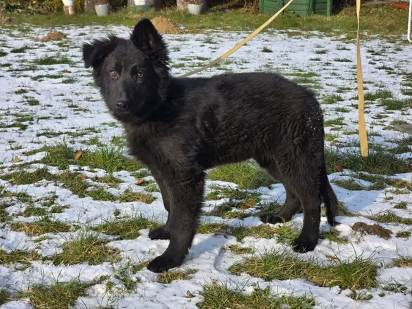 Pies do adopcji, Ropczyce, 7 stycznia 2026