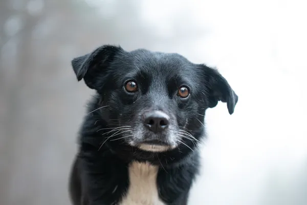 Pies do adopcji, Nowodwór, 6 stycznia 2026 (2/5)