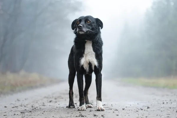 Pies do adopcji, Nowodwór, 6 stycznia 2026 (5/5)