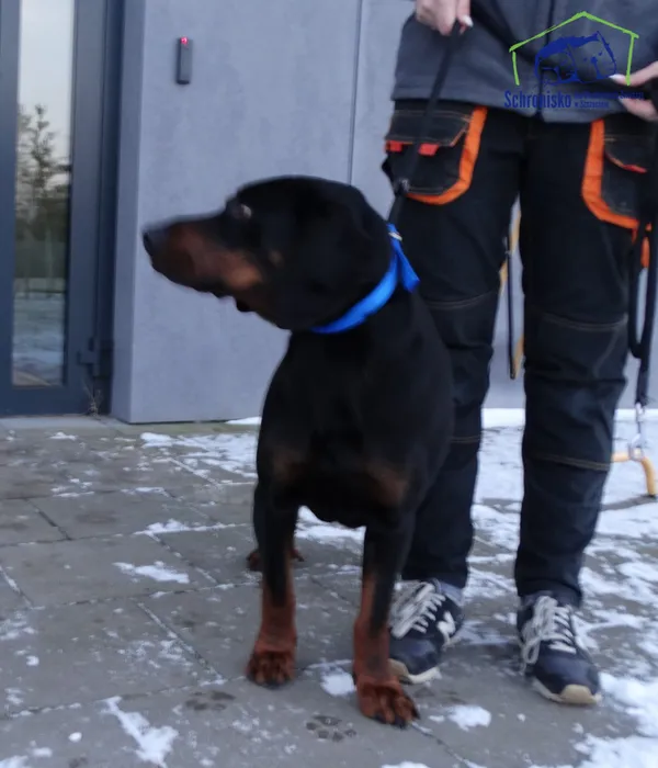 Znaleziono psa, Szczecin, 6 stycznia 2026 (1/2)