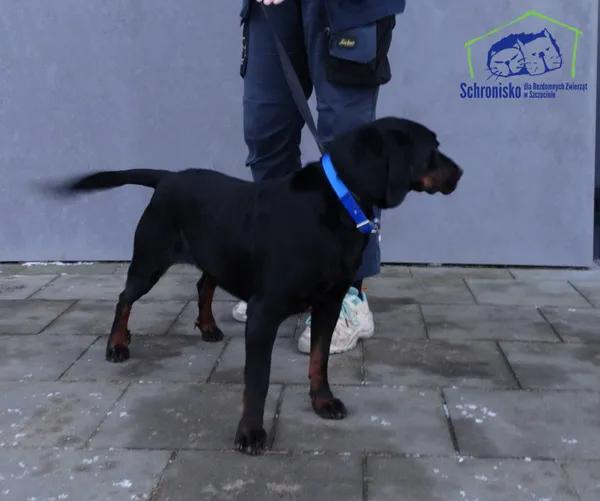 Znaleziono psa, Szczecin, 6 stycznia 2026 (1/2)