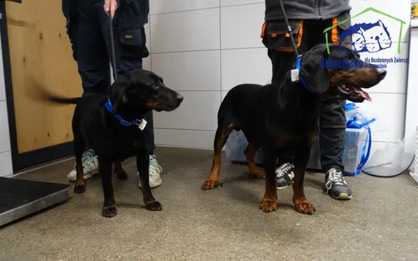 Znaleziono psa, Szczecin, 6 stycznia 2026 (2/2)