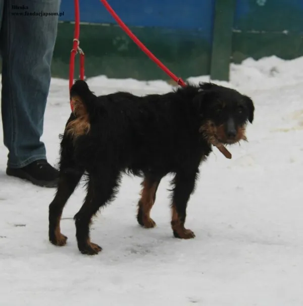 Pies do adopcji, Nowy Dwór Mazowiecki, 7 stycznia 2026 (5/5)