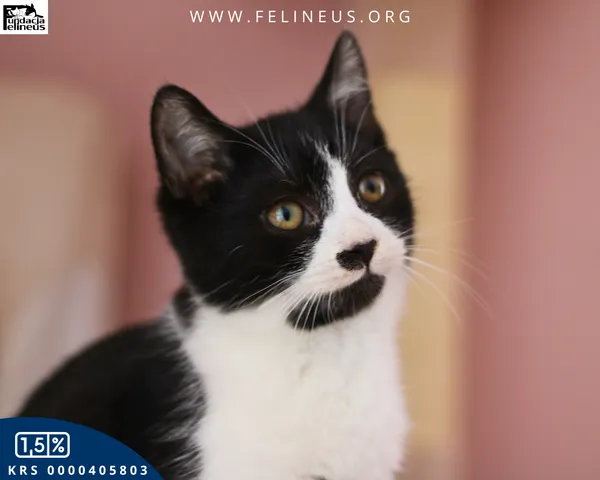 Kot do adopcji, Chmielnik, 7 stycznia 2026 (1/4)