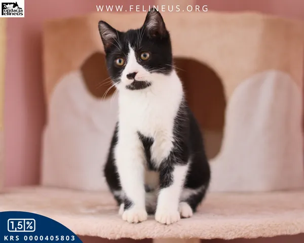 Kot do adopcji, Chmielnik, 7 stycznia 2026 (2/4)