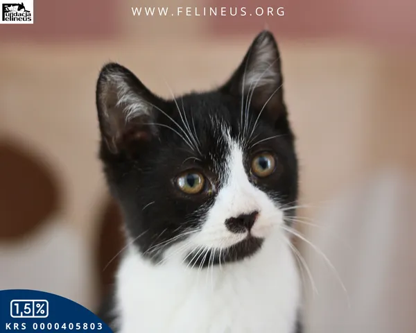 Kot do adopcji, Chmielnik, 7 stycznia 2026 (3/4)