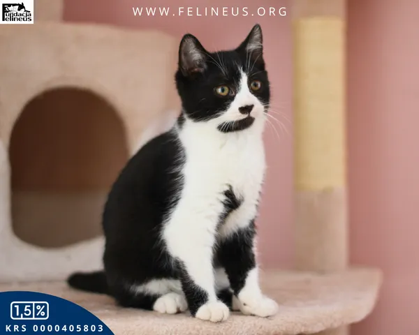 Kot do adopcji, Chmielnik, 7 stycznia 2026 (4/4)