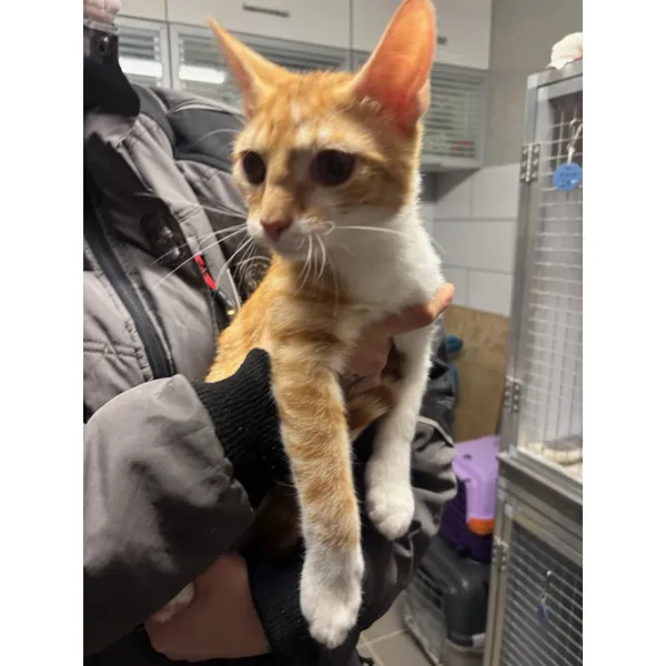 Znaleziono kota, Białystok, 16 grudnia 2025