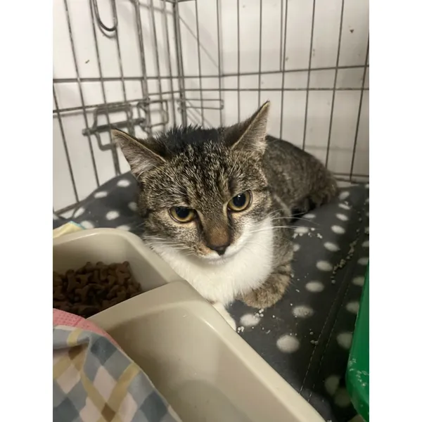 Znaleziono kota, Białystok, 15 grudnia 2025