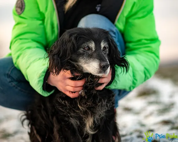 Znaleziono psa, Racławice, 2 stycznia 2026 (1/5)