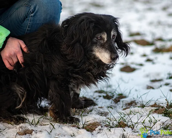Znaleziono psa, Racławice, 2 stycznia 2026 (2/5)