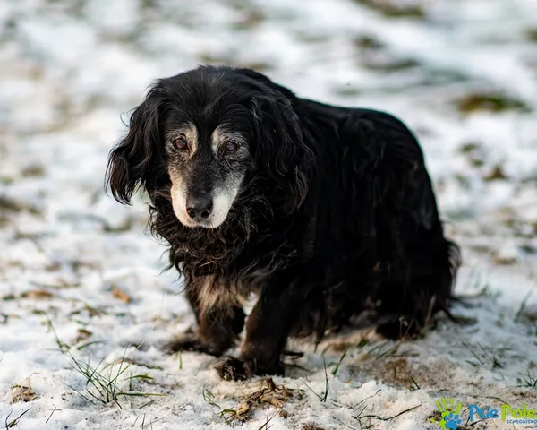 Znaleziono psa, Racławice, 2 stycznia 2026 (3/5)