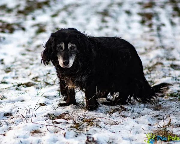 Znaleziono psa, Racławice, 2 stycznia 2026 (5/5)