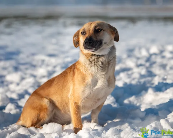 Znaleziono psa, Racławice, 2 stycznia 2026 (3/5)