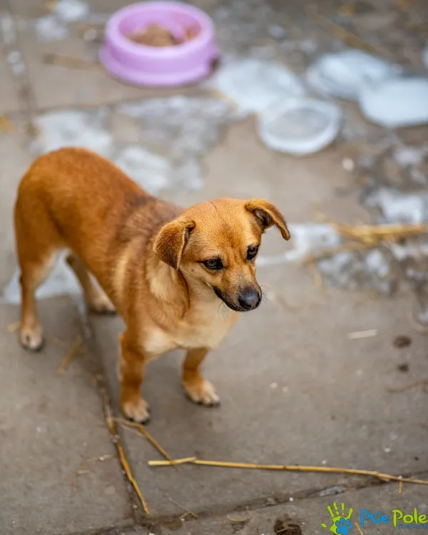 Znaleziono psa, Racławice, 1 stycznia 2026 (4/5)